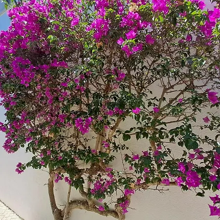 Sao Rafael 55 *