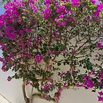 Sao Rafael 55 *