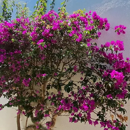 Sao Rafael 55 公寓 *