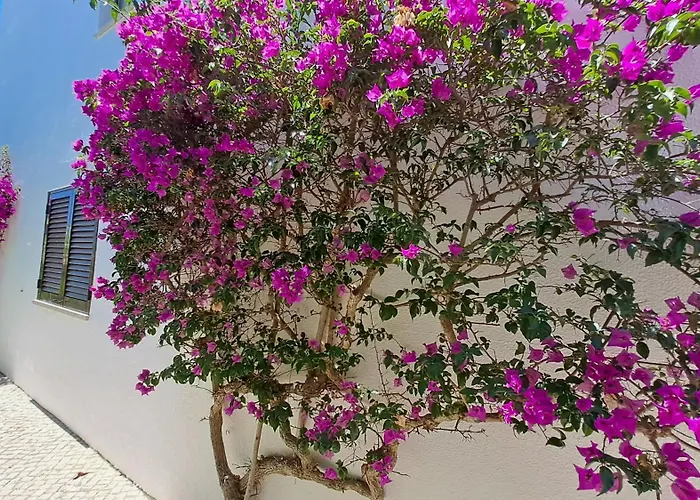 Sao Rafael 55 *